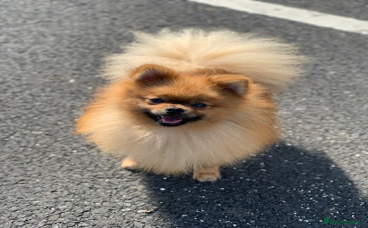 Pomeranian dogs - Advert 4