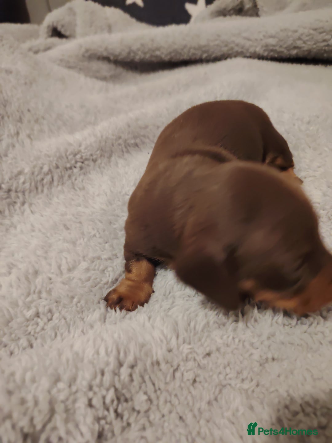 Miniature Dachshund dogs for sale: Mini dachshund - Advert 12