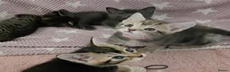 Mixed Breed cats for sale: Beautiful kittens looking for their forever homes  - Advert 15
