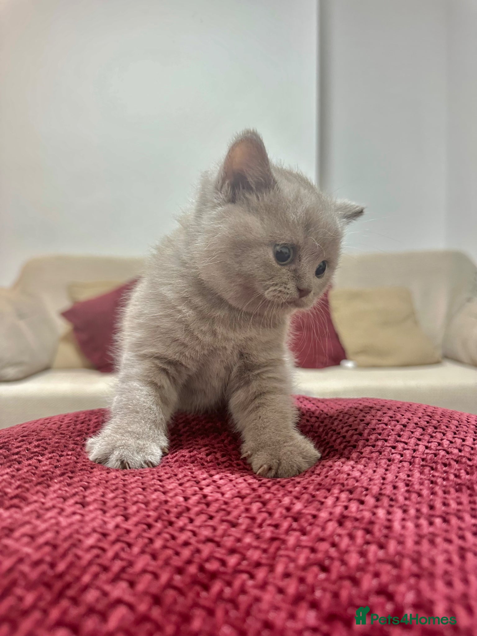 British Shorthair cats for sale: British Shorthair Lilac 🩶 - Advert 1