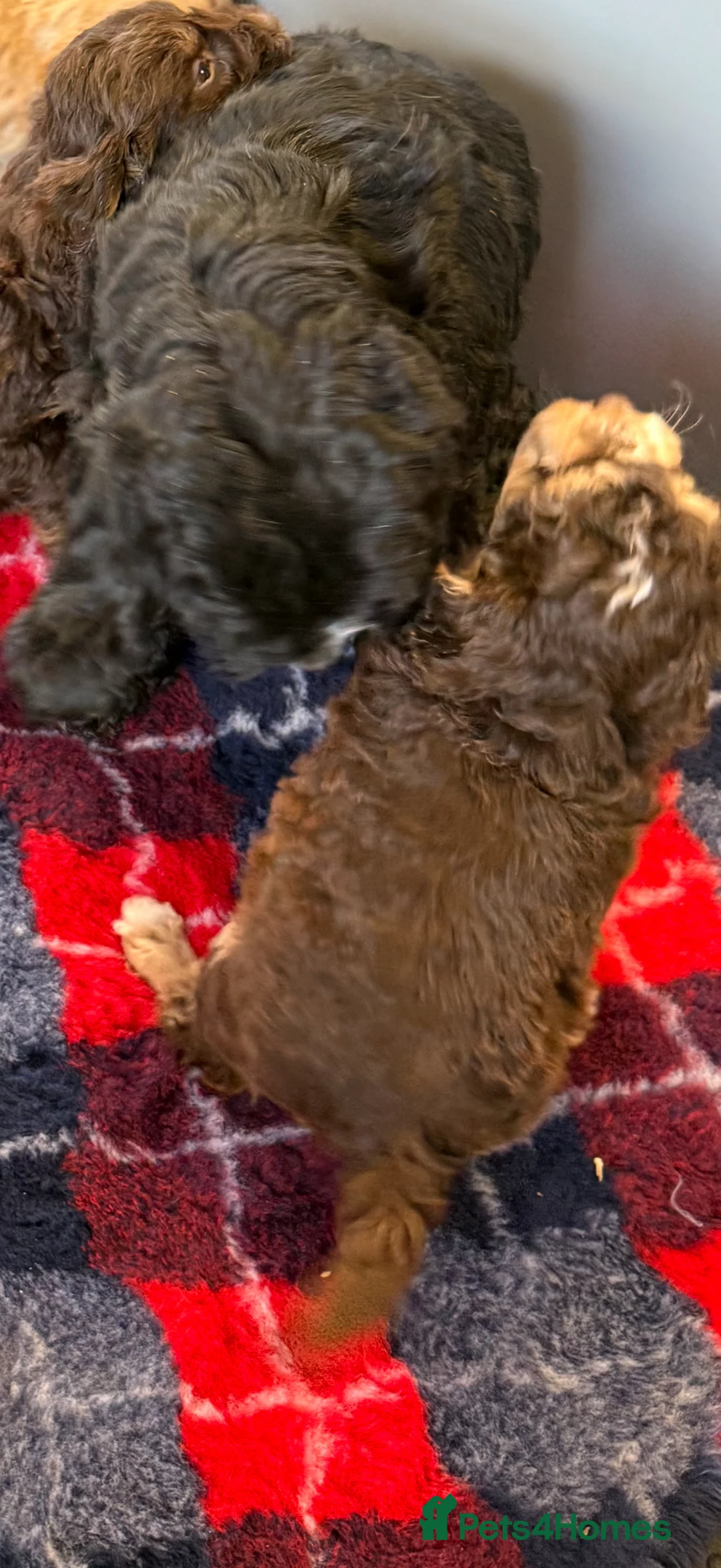 Cockapoo dogs for sale: Cockapoo puppies for sale  - Advert 7