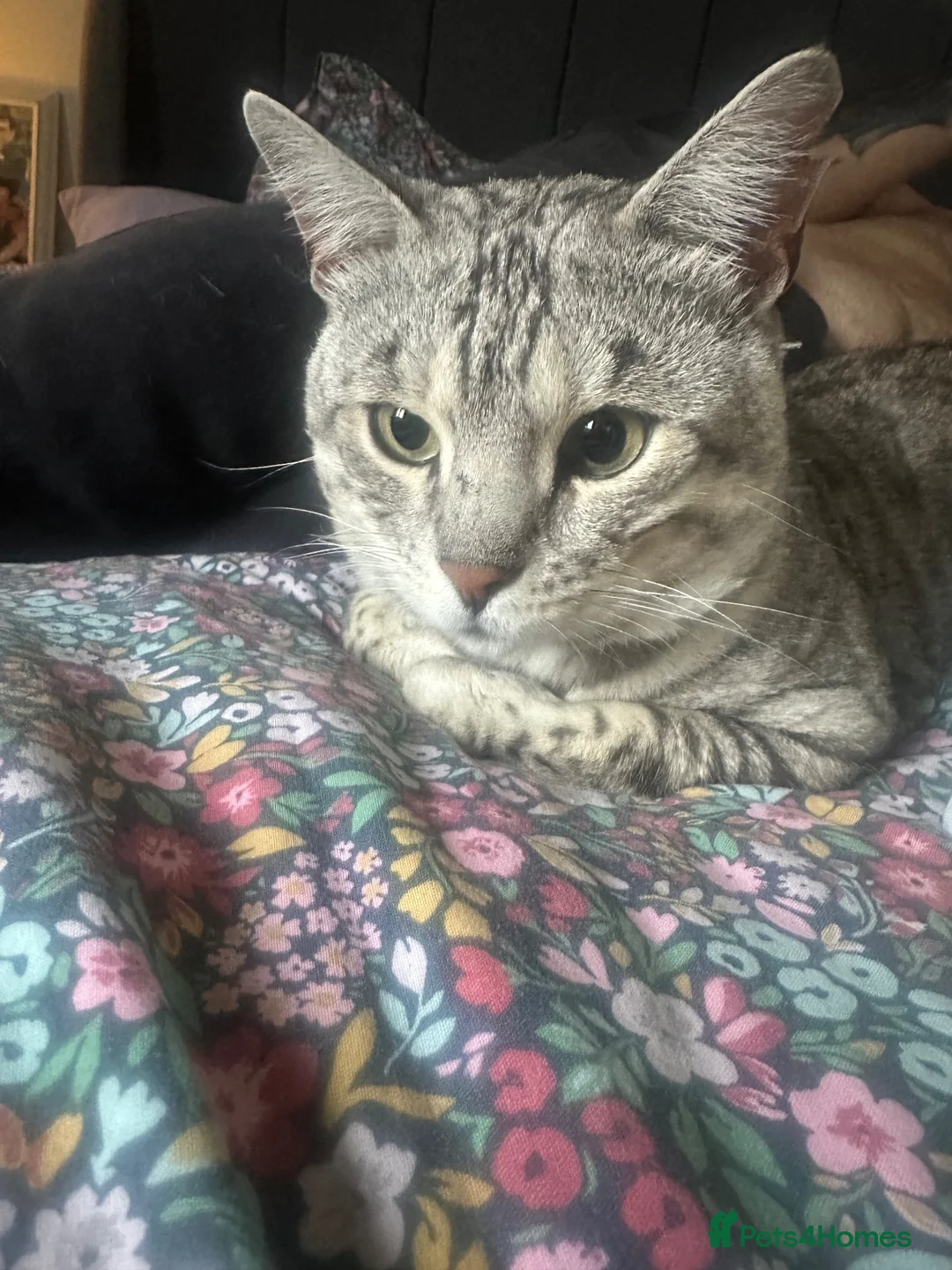 Bengal cats for sale: Silver snow bengal cat  in Kidderminster - Advert 5