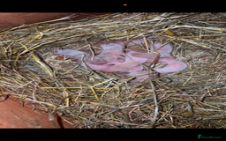 Ferret rodents for sale: Ferret kits albino X eu polecat - Image 3