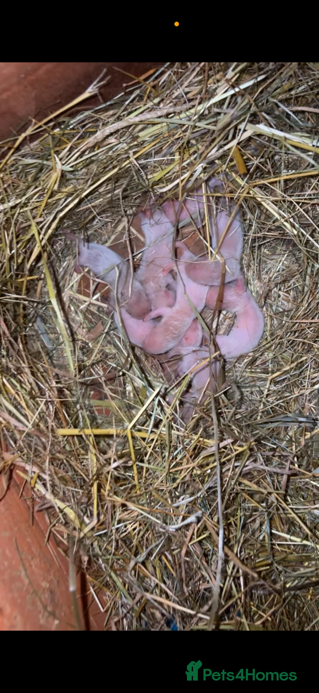 Ferret rodents for sale: Ferret kits albino X eu polecat - Image 3