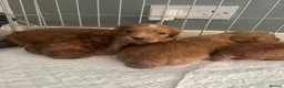 Cocker Spaniel dogs for sale: Fox red cocker spaniels  - Advert 2