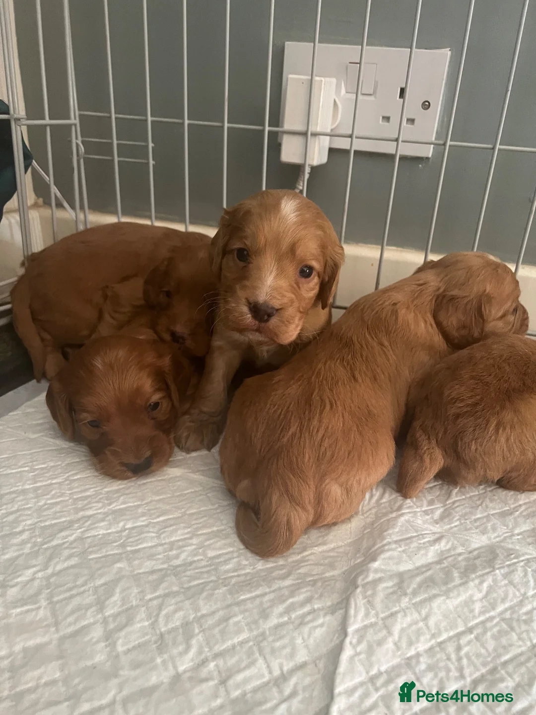 Cocker Spaniel dogs for sale: Fox red cocker spaniels  - Advert 2