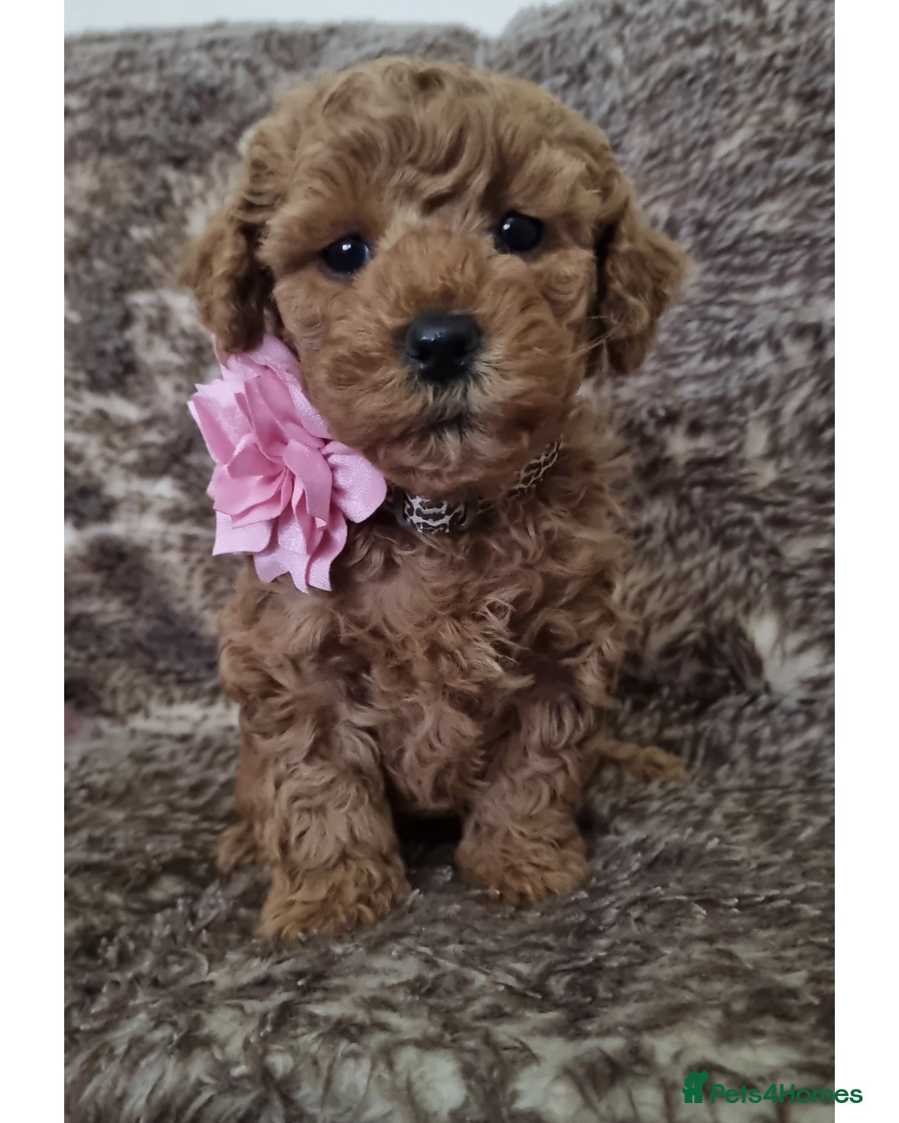 Maltipoo dogs Fox Red/Apricot Maltipoo puppies,insta/tiktok - Advert 6