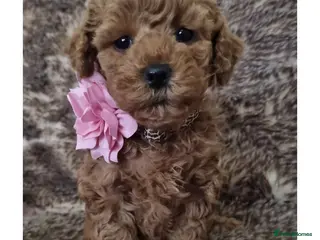 Maltipoo dogs Fox Red/Apricot Maltipoo puppies,insta/tiktok - Advert 4