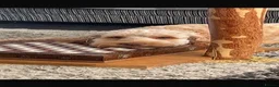 Cockapoo dogs for stud: Male Cockapoo for Studding  - Advert 3