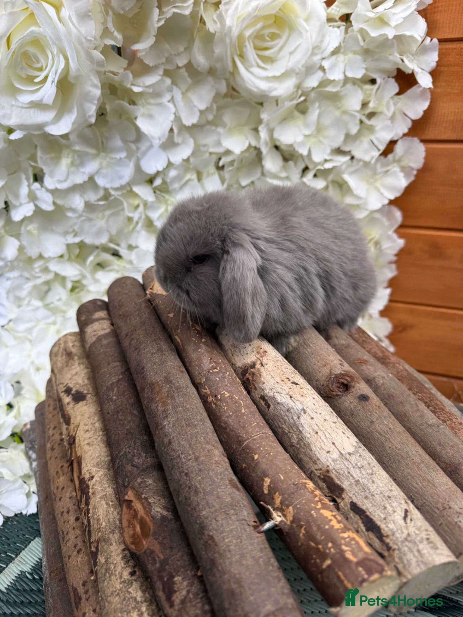 Mini Lop rabbits 🩶 Welcoming Pure Mini Lops 🩶 - Advert 1