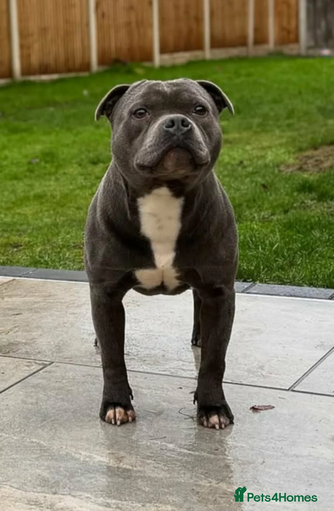 Staffordshire Bull Terrier dogs for sale: Beautiful KC reg Staffordshire bull terriers - Advert 13