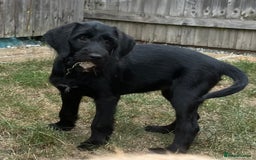 Mixed Breed dogs for sale: READY TO LEAVE - DNA health tested Puppies  - Image 9
