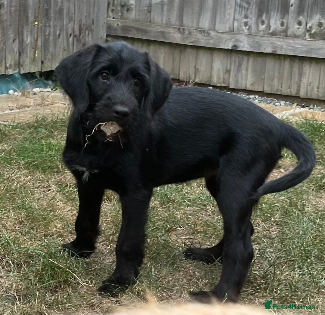 Mixed Breed dogs for sale: READY TO LEAVE - DNA health tested Puppies  - Image 9