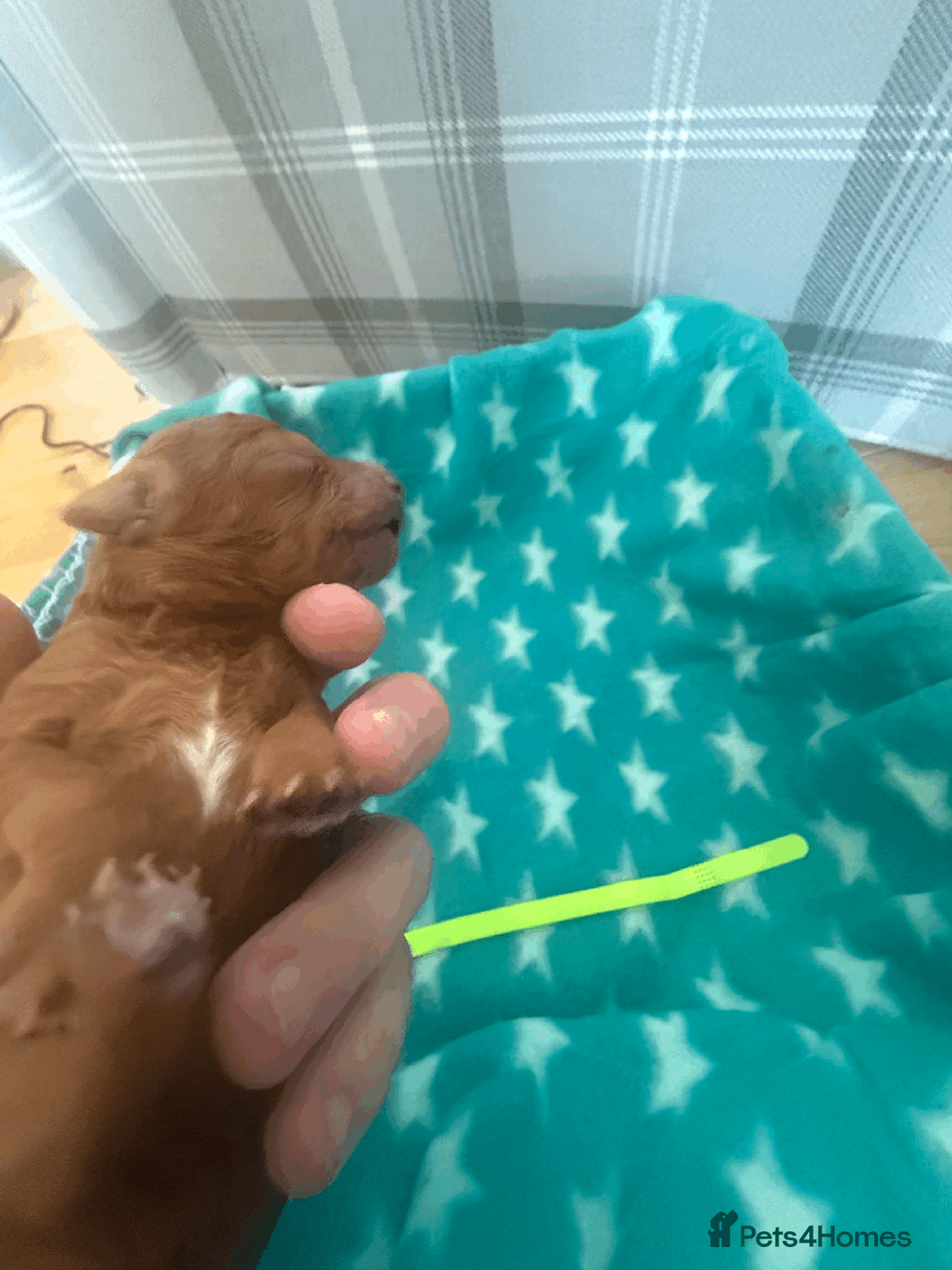 Labradoodle dogs for sale: Miniature Labradoodle F1BB Puppies - Image 18