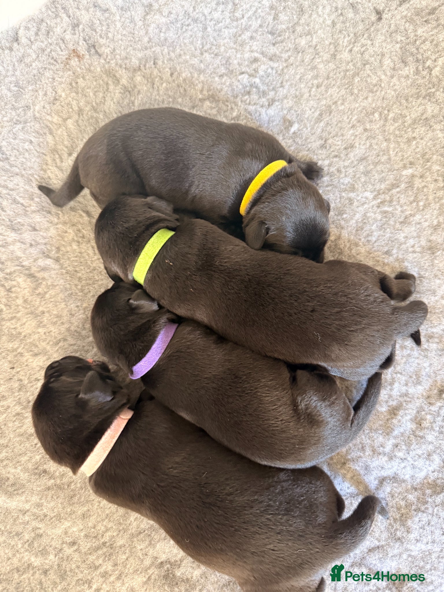 Labrador Retriever dogs KC Registered Working Labrador Puppies - Advert 1