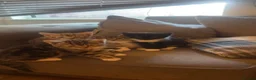 American Shorthair cats for sale: Kitten american shorthair black and brown in Nottingham - Advert 11
