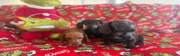 Miniature Dachshund dogs for sale: Beautiful babies ready for there5⭐️ home - Advert 8