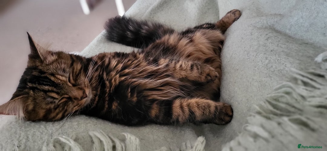 Norwegian Forest Cat cats for sale: Norwegian forest with Turkish Angora - Image 25