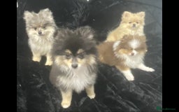 Pomeranian dogs for sale: Beautiful pom puppies -fully vaccinated  - Image 17