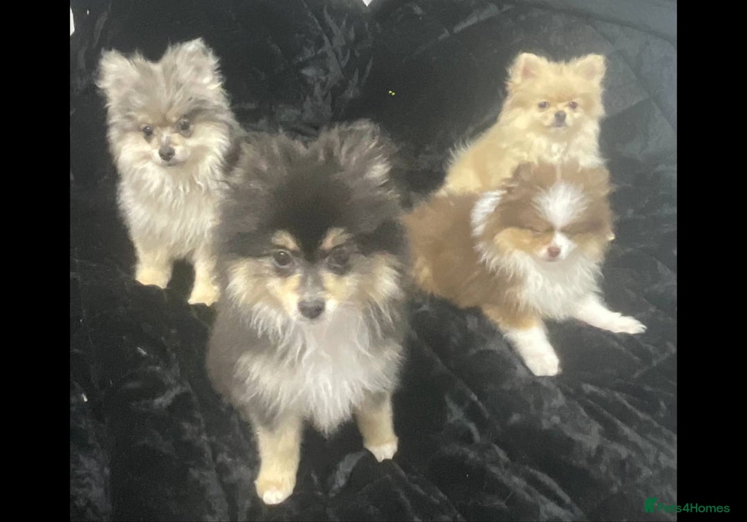 Pomeranian dogs for sale: Beautiful pom puppies -fully vaccinated  - Image 17