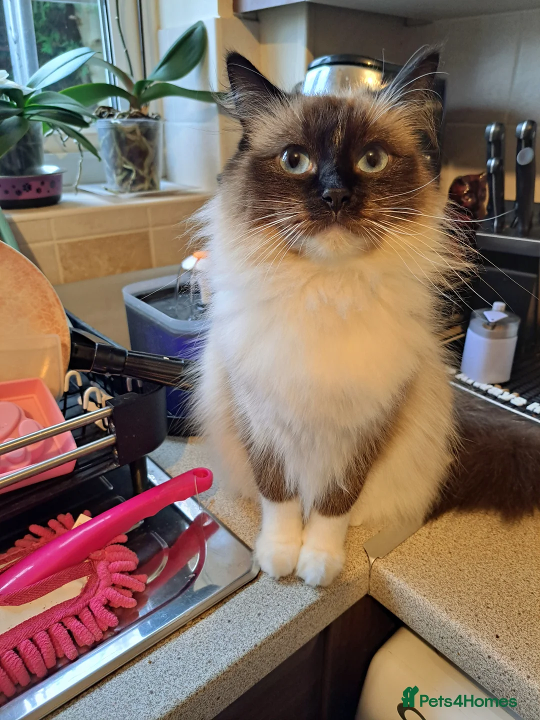 Ragdoll cats for sale: 4 beautiful kittens 💙💜 - Advert 7