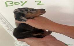 Miniature Dachshund dogs for sale: Miniature Dachshund Pups looking for forever homes - Image 6