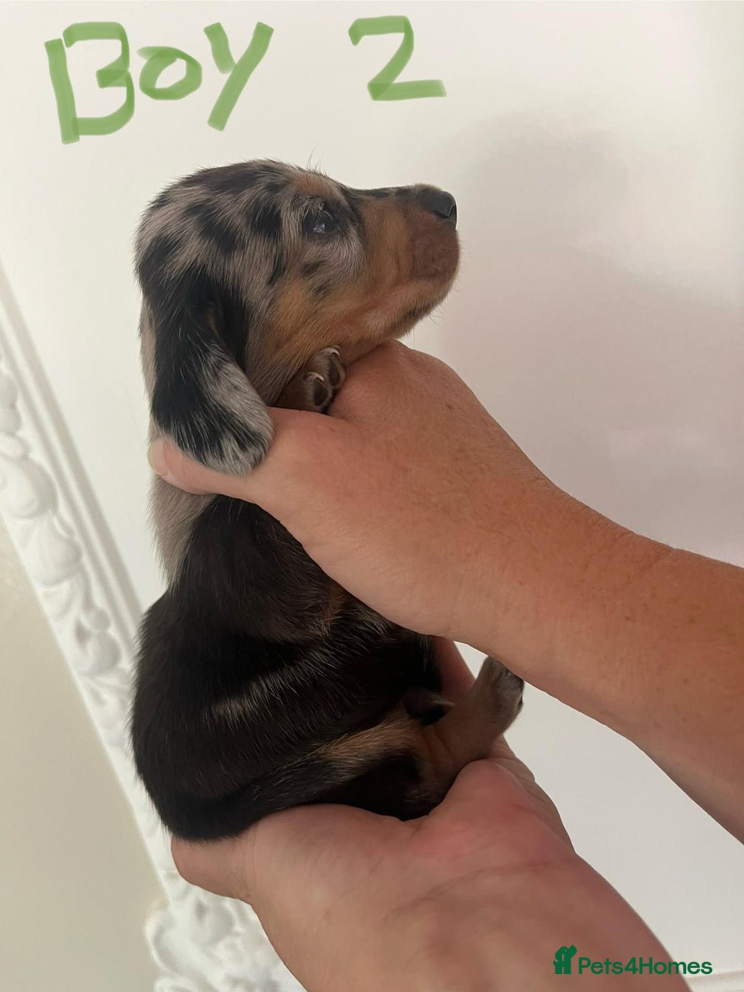 Miniature Dachshund dogs for sale: Miniature Dachshund Pups looking for forever homes - Image 6