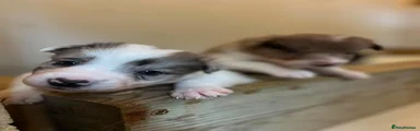 Lilac merle male 2