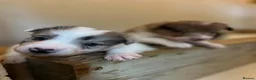 Border Collie dogs for sale: Border Collie Pups - Advert 10