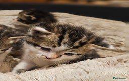 Mixed Breed cats for sale: 4 male kittens remaining, ready 25th October - Image 17