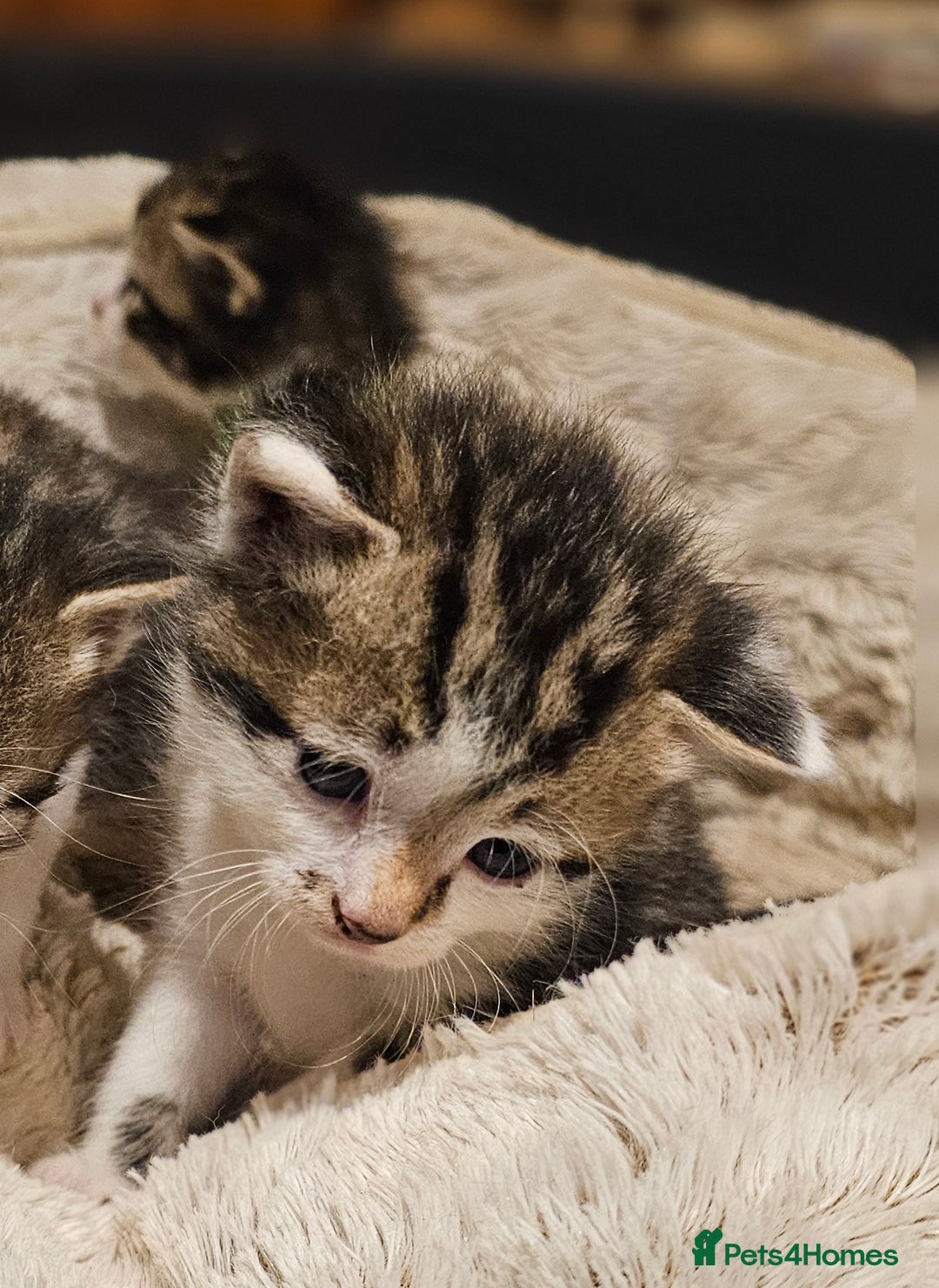 Mixed Breed cats for sale: 4 male kittens remaining, ready 25th October - Image 17