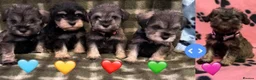 Miniature Schnauzer dogs for sale: K.C miniature schnauzer  - Advert 3