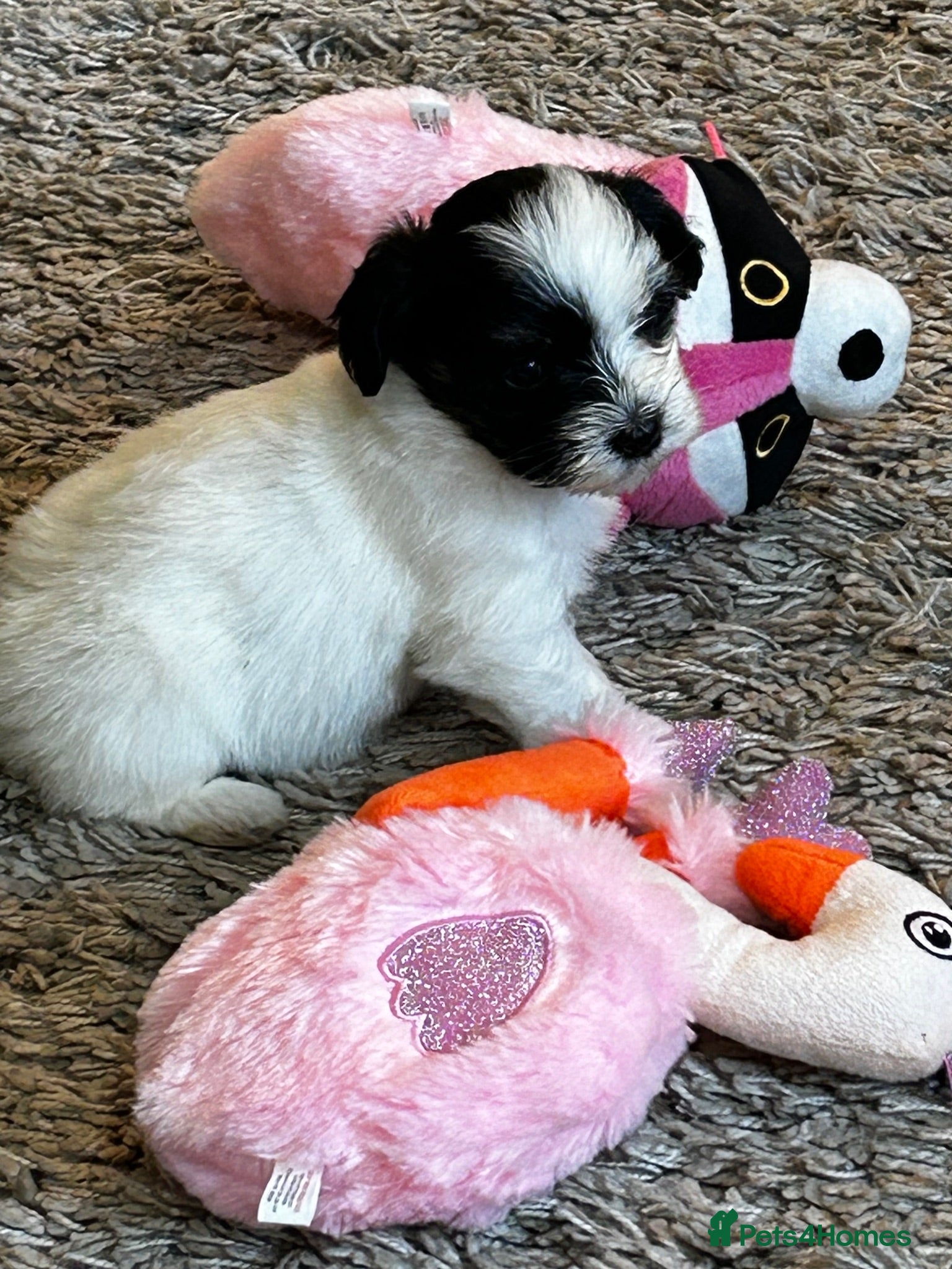 Havanese dogs Beautiful KC Registered Havanese Puppies - Advert 2