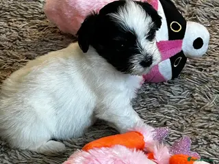 Havanese dogs Beautiful KC Registered Havanese Puppies - Advert 2