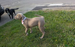 American Bully dogs for sale: American Bully 4 Months Old A Sweetheart  in Stonehouse - Image 5
