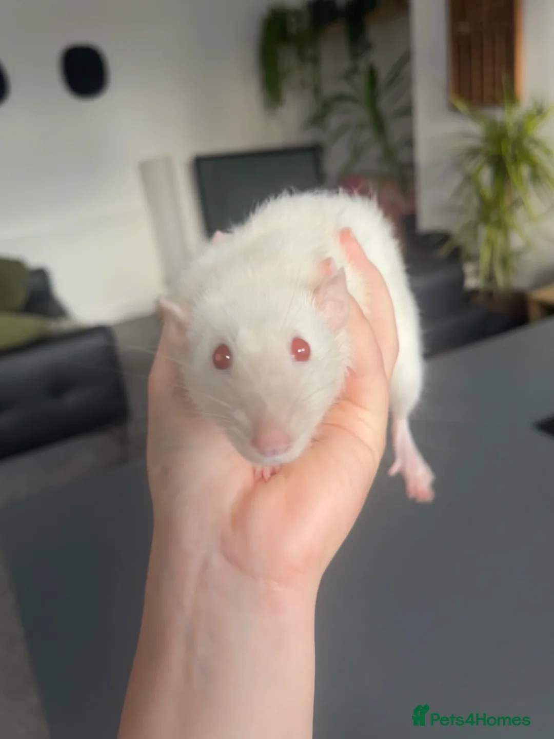 Rat rodents for sale: 2 female rats (1x straight coat 1x Rex) in Prenton - Advert 1