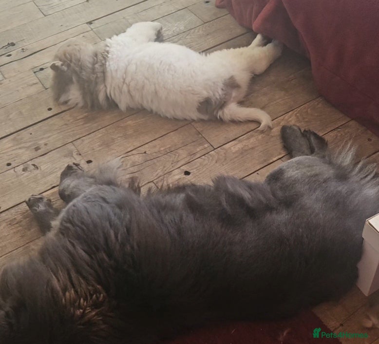 Chow Chow dogs 1-year-old female blue chowchow  - Advert 11