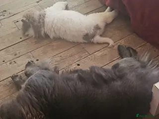 Chow Chow dogs 1-year-old female blue chowchow - Advert 11