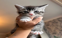 British Shorthair cats for sale: Adorable kittens ready to go 💙🩷 - Image 5