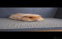 Guinea Pig rodents for sale: Two male guniea pigs for sale. - Image 3