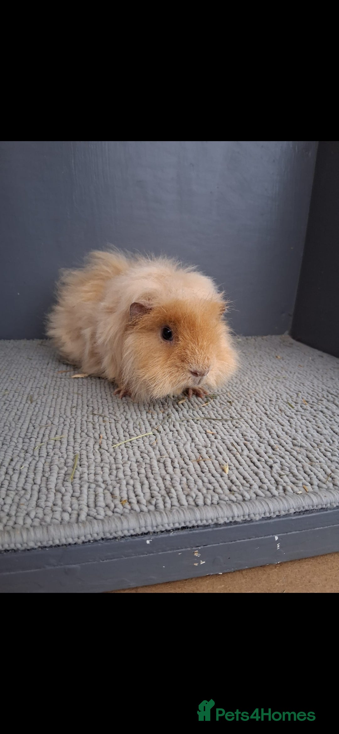 Guinea Pig rodents for sale: Two male guniea pigs for sale. - Image 3
