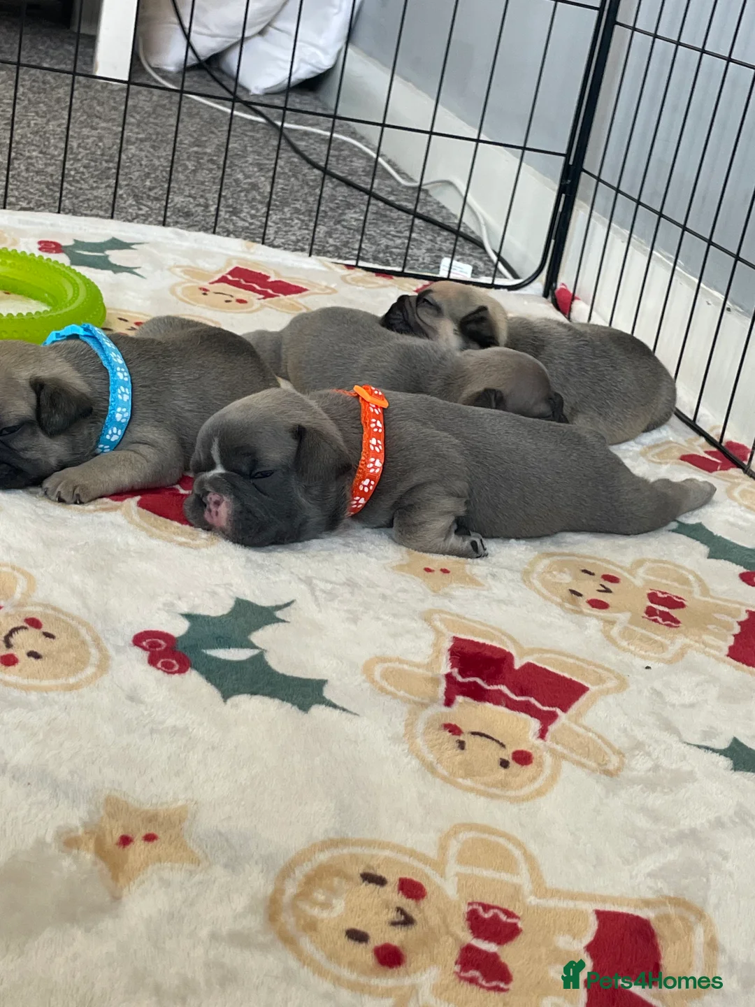 French Bulldog dogs for sale: French bulldog puppies  in Doncaster - Advert 2