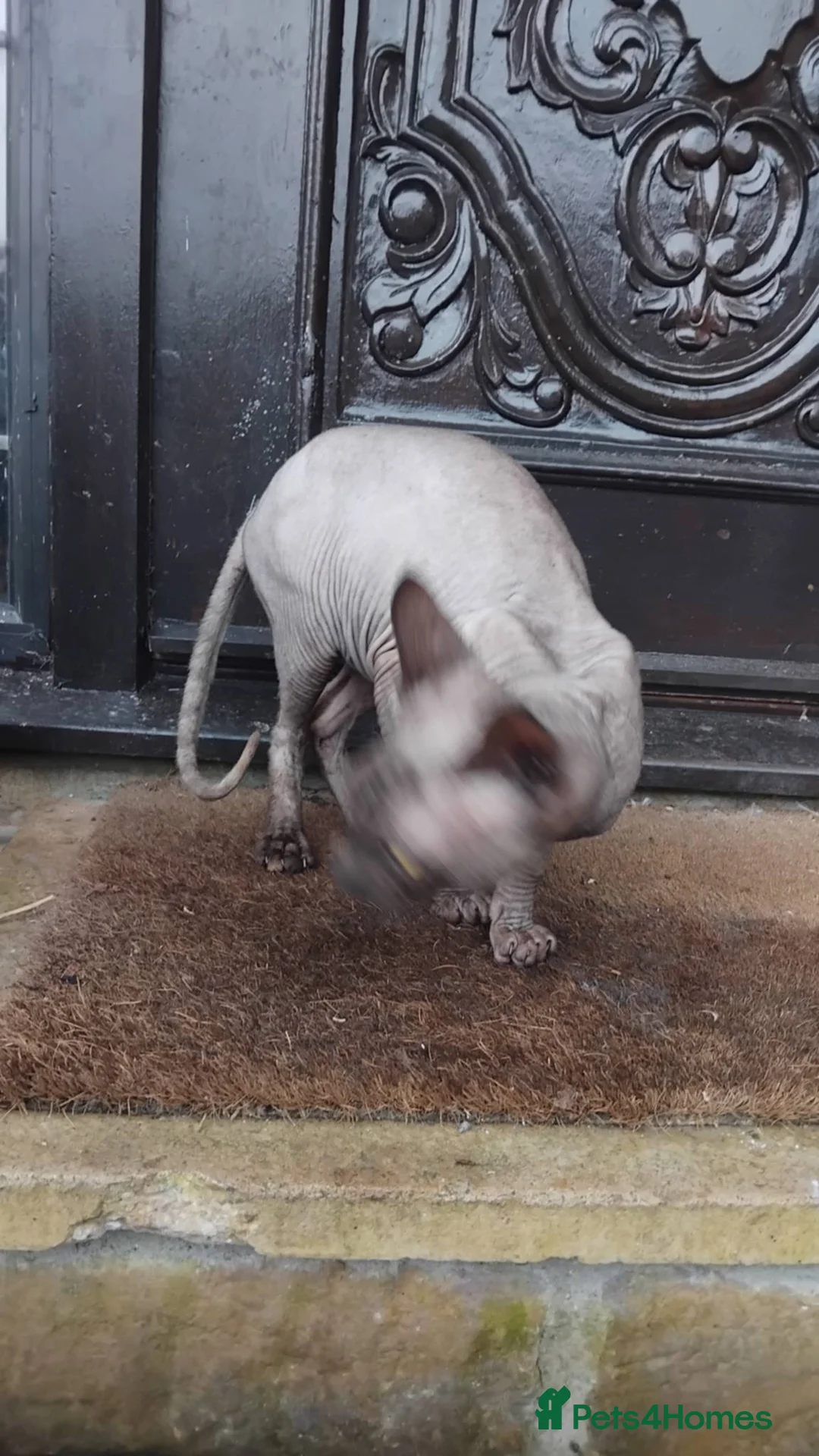 Sphynx cats for sale: 11 Month old Sphynx cat  - Advert 3