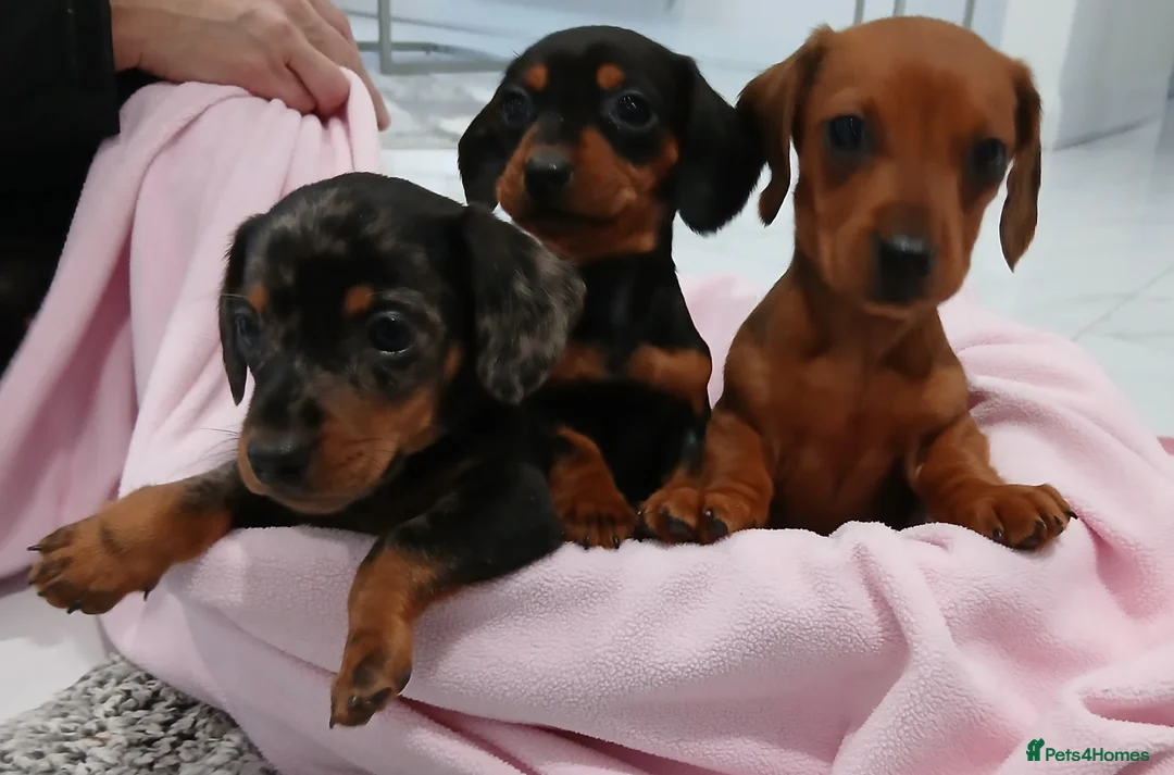 Miniature Dachshund dogs for sale: Miniature dachshund puppy's  - Advert 3