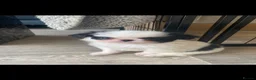 Japanese Chin dogs for sale: Stunning Japanese chin puppies  - Advert 7