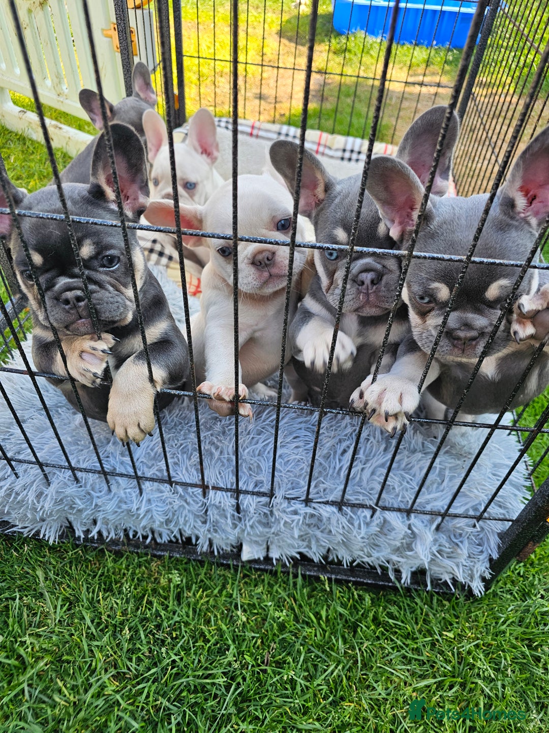 French Bulldog dogs for sale: 7french bulldogs for sale  - Image 7