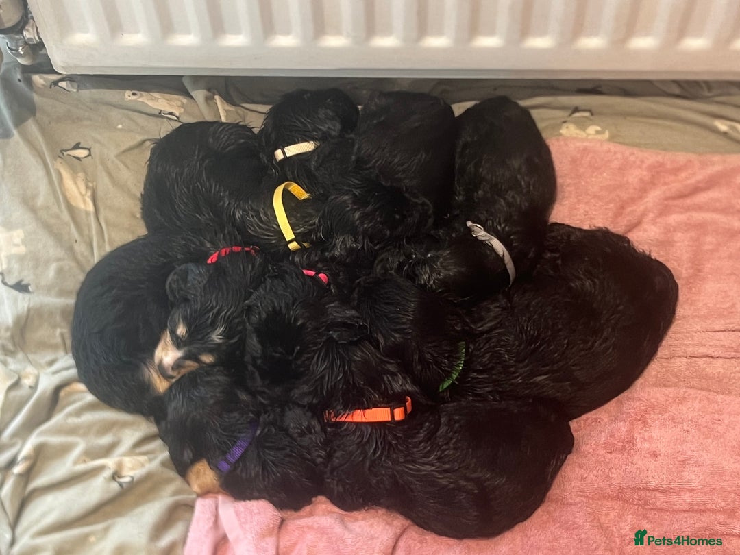 Cocker Spaniel dogs for sale: Only 4 babies left  - Image 19