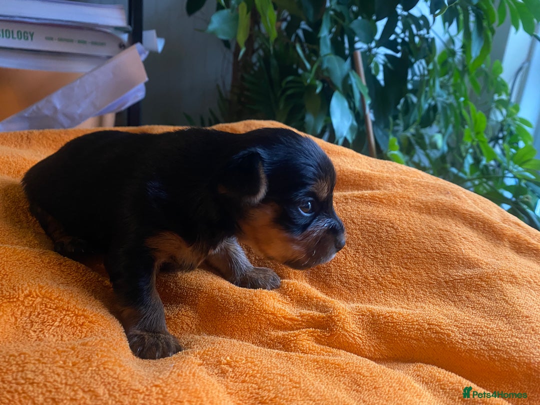 Yorkshire Terrier dogs for sale: Yorkshire Terrier puppies  - Image 12