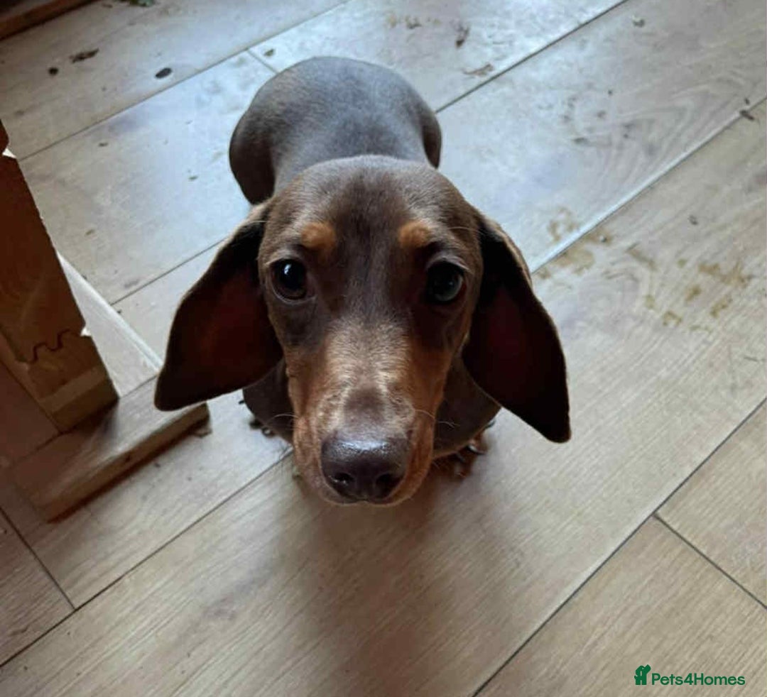 Miniature Dachshund dogs for sale: Beautiful miniture Daschund looking for a home !! - Image 3