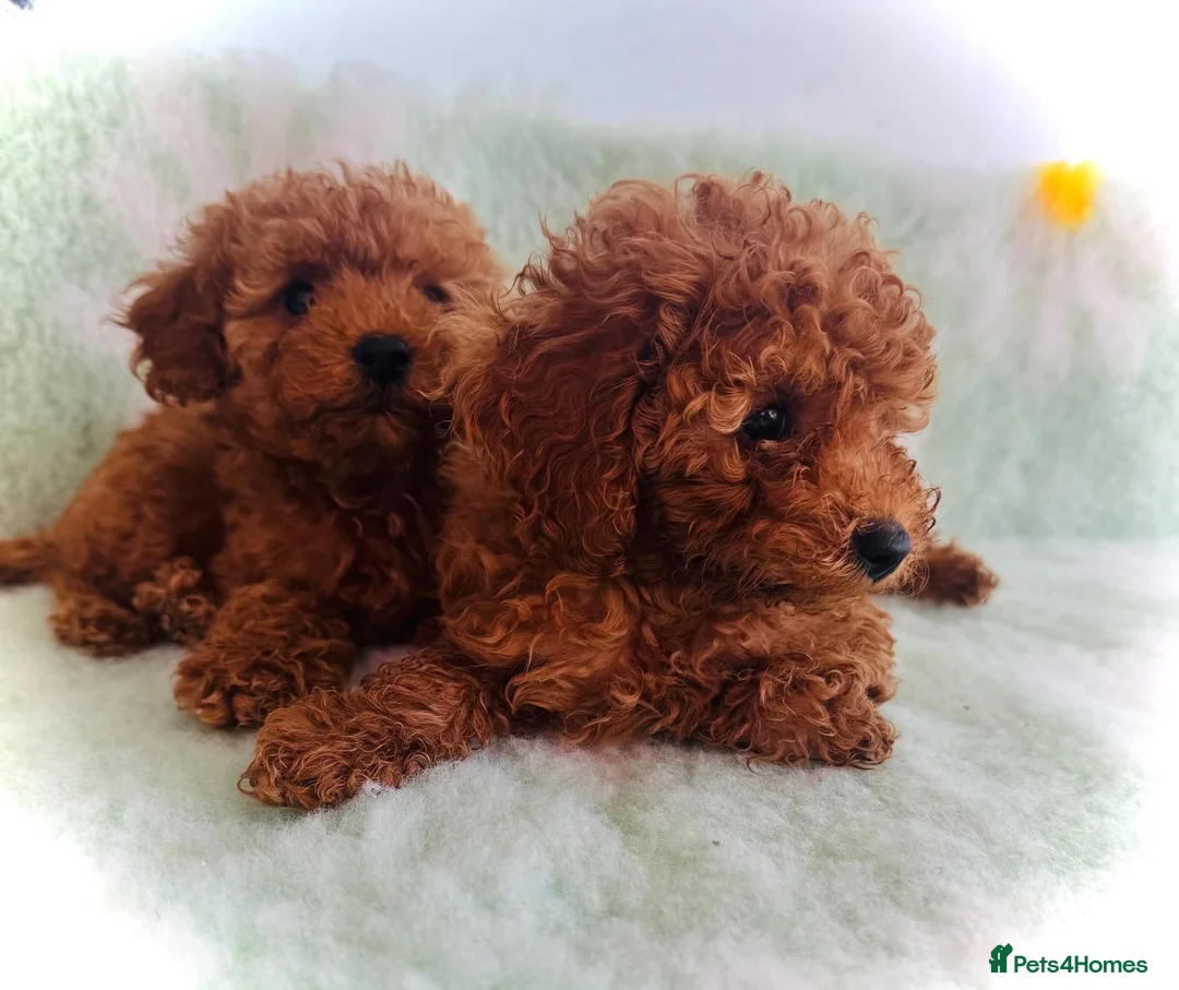 Toy Poodle dogs for sale: Miniature Toy Poodles in Chatteris - Advert 2